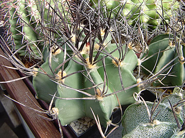 Astrophytum niveum bezvlokové