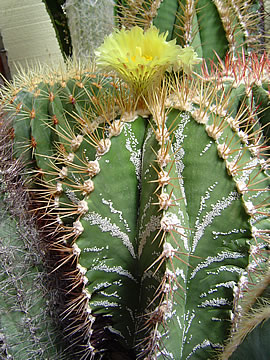 Astrophytum ornatum