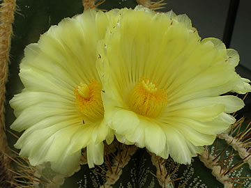 Astrophytum ornatum glabrescens, foto JP