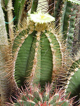 Astrophytum ornatum nudum