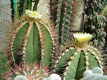 Astrophytum ornatum nudum