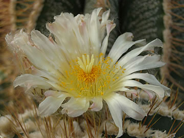 Astrophytum ornatum virens, foto JP