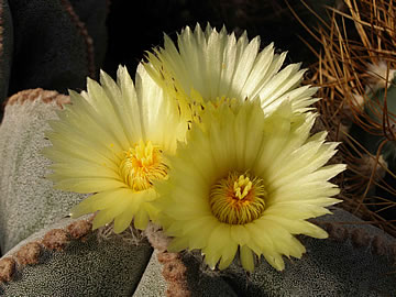 Astrophytum tulense foto JP