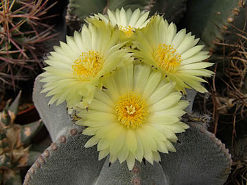 Astrophytum tulense, foto JP