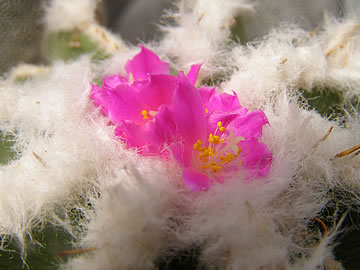 Aztekium hintonii, foto JP