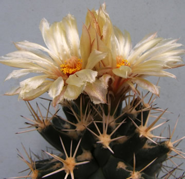 Coryphantha scheerii foto JP