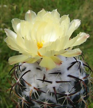 Coryphantha tripugionacantha