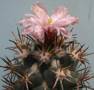 Coryphantha valida foto JP