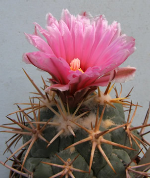 Coryphantha valida foto JP