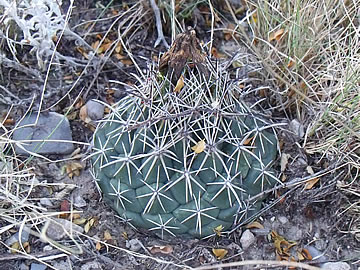 Coryphantha difficilis La Luz, foto ing Pavel Tma