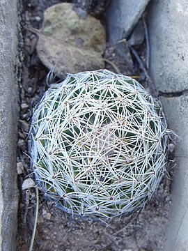 Coryphantha gracilis jin Valle del Rosario, foto ing Pavel Tma