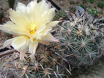 Coryphantha kracikii