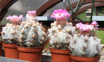 Ecchinocactus horizontalonius