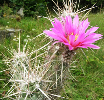 Echinocactus brandegei