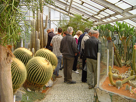 Echinocactus grusonii ve sbrkovm sklenku Flora Olomouc