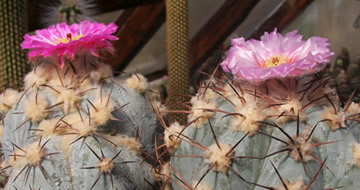 Echinocactus horizinthalonius foto a sb Ji Peat