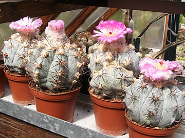 Ecchinocactus horizontalonius