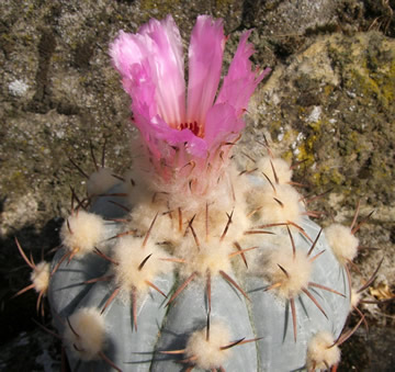 Echinocactus horizinthalonius foto a sb Jií Pešat