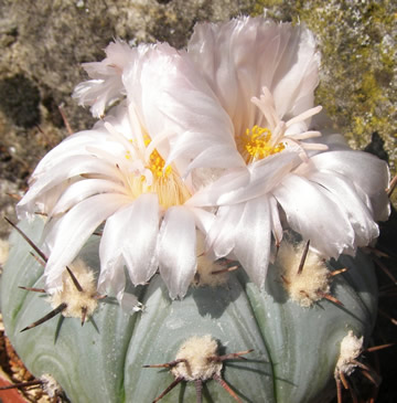 Echinocactus horizonthalonius var šubikii foto Jií Pešat