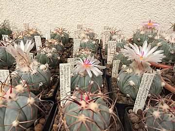 Echinocactus horizonthalonius var ubikii foto a sbrka Michal Rec