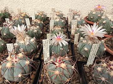 Echinocactus horizonthalonius var šubikii foto a sbírka Michal Rec