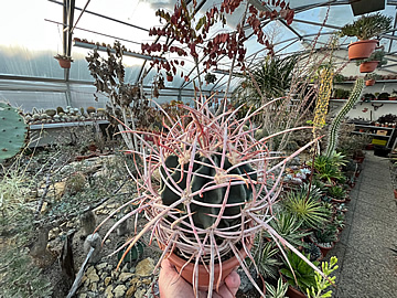 Echinocactus polycephalus