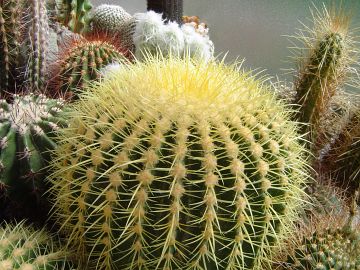 Echinocactus grusonii