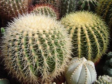 Echinocactus grusonii bílá forma a žlutá forma