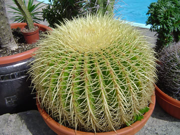 Echinocactus grusonii