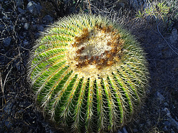 Echinocactus grusonii Presa Zimapan a Vista Hermosa, Queretaro, foto ing Pavel Tma