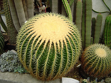 Echinocactus grusonii u Strigla