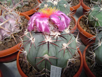 Echinocactus horizonthalonius