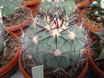 Echinocactus horizonthalonius