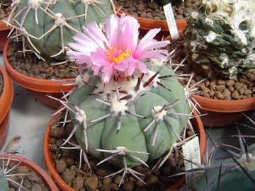 Echinocactus horizonthalonius