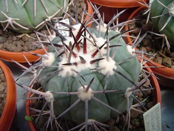 Echinocactus horizonthalonius