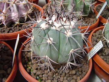 Echinocactus horizonthalonius