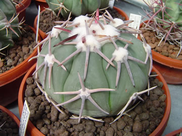 Echinocactus horizonthalonius