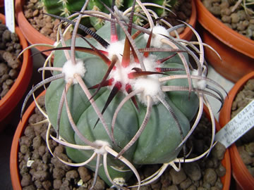 Echinocactus horizonthalonius