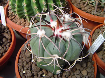 Echinocactus horizonthalonius