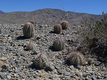 Echinocactus horizonthalonius Tanque Menchaca COAH, foto ing Pavel Tma