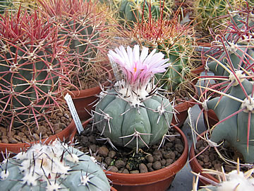 Echinocactus horizonthalonius, foto MR