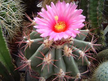 Echinocactus parryi