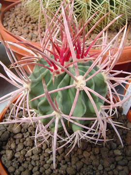 Echinocactus polycephalus