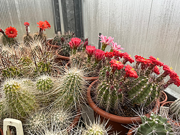 Echinocereus acifer