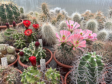 Echinocereus coccineus rosei