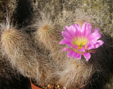 Echinocereus delaetii foto Jií Pešat