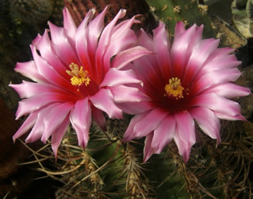 Echinocereus lindsayi foto Jirka Peat