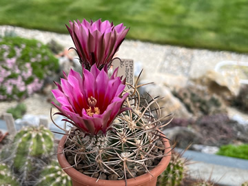 Echinocereus lindsayi