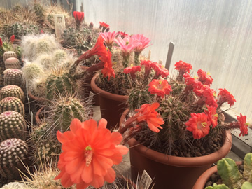 Echinocereus polyacanthus, triglochidiatue a coccineus, foto a sb Michal Rec