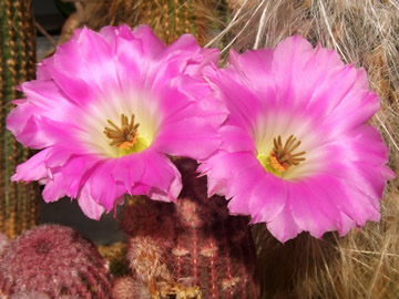 Echinocereus rigidissimus Lau 088 foto a sb Jií Pešat